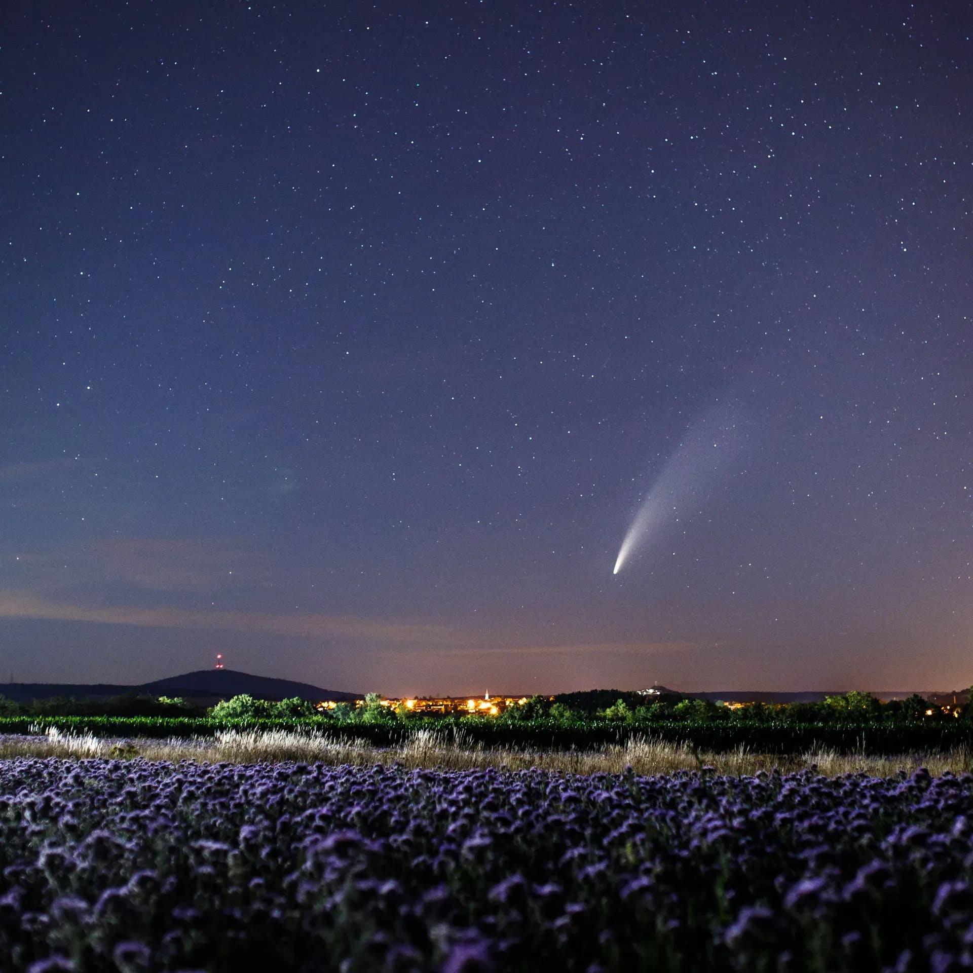 Komet Neowise über einem blühenden Phaceliafeld