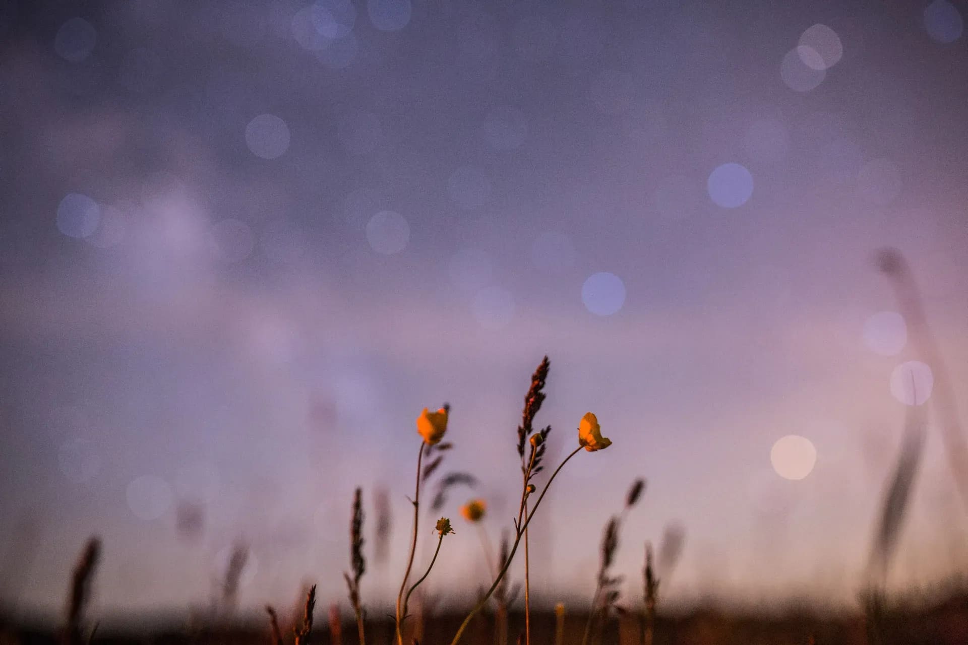 Wiesenblumen vor dem Nachthimmel, Lichter als weiche Kreise