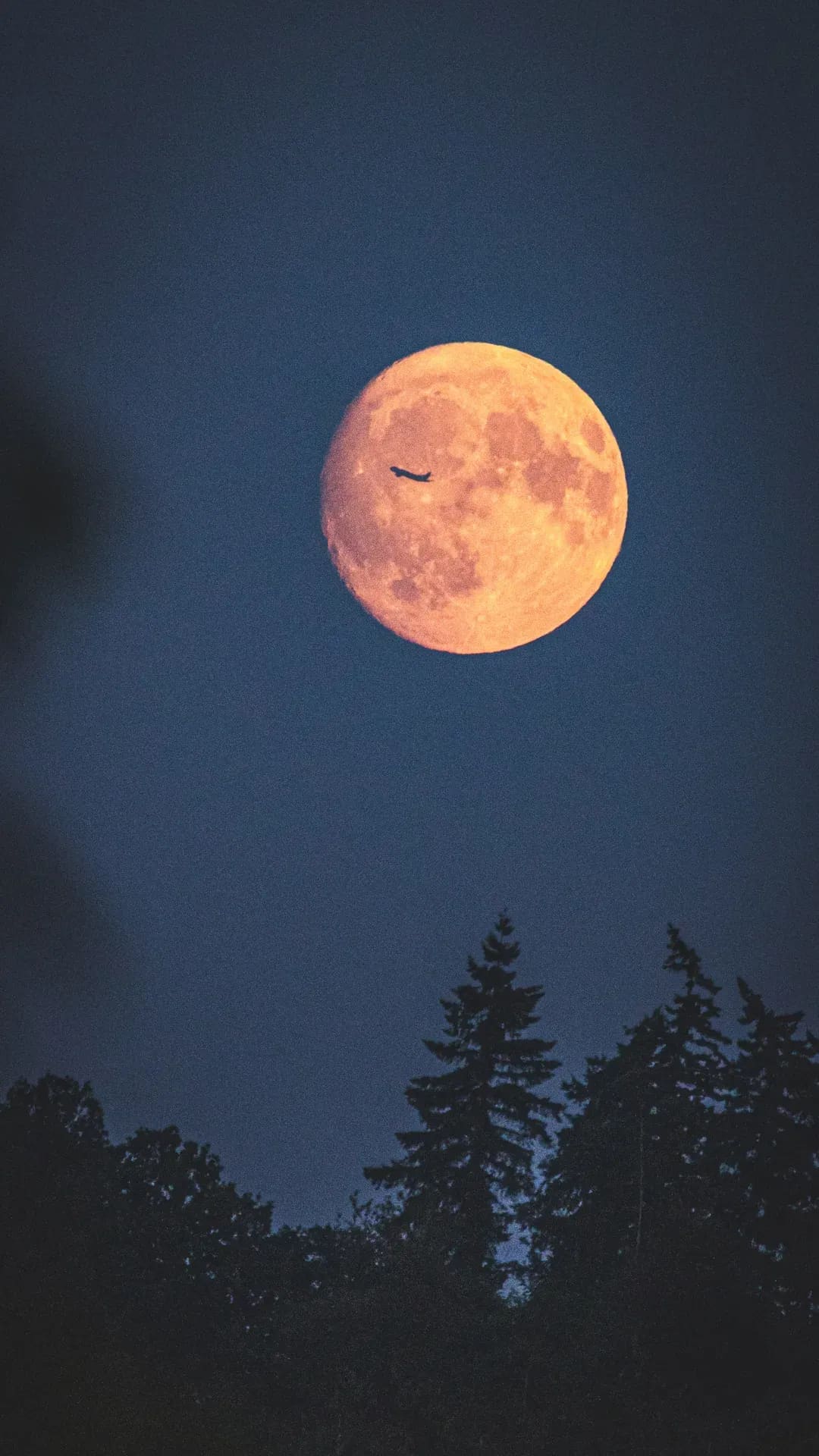 Vollmond über den Silhouetten hoher Nadelbäume