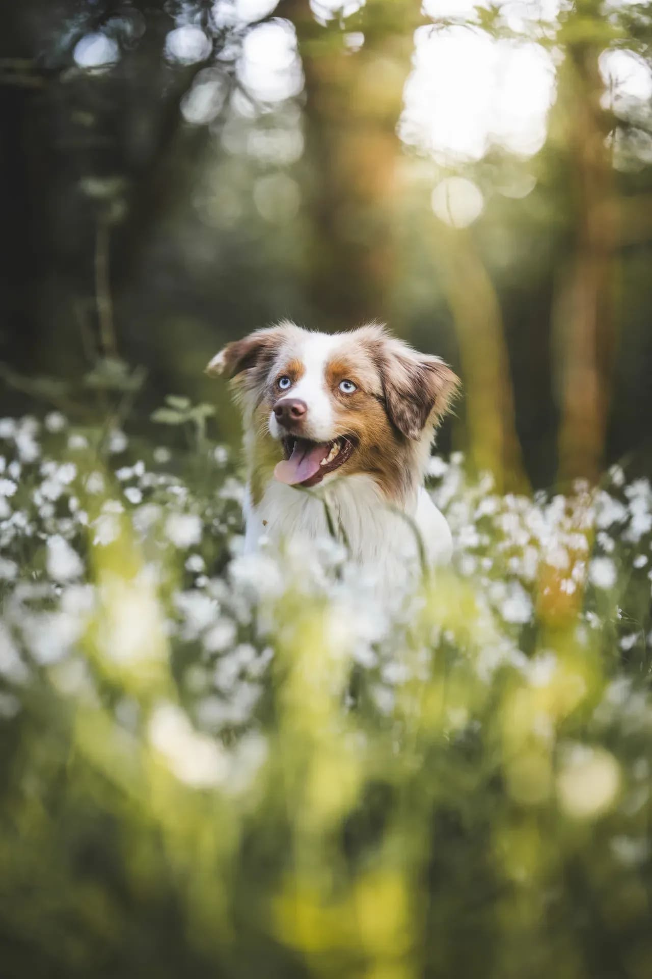 Australian Shepherd im hohen Gras zwischen weißen Blüten