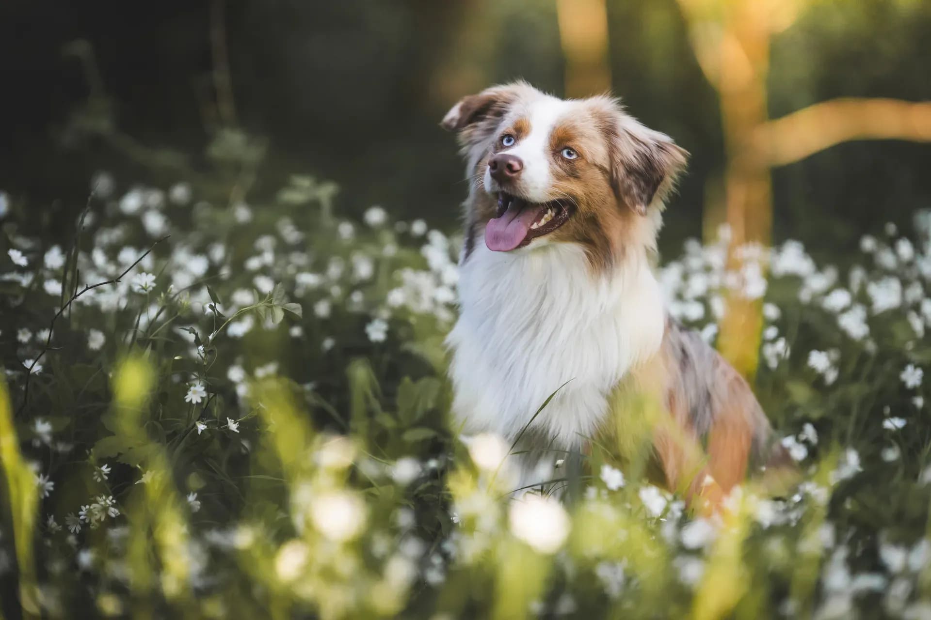 Australian Shepherd zwischen Blüten im Gegenlicht