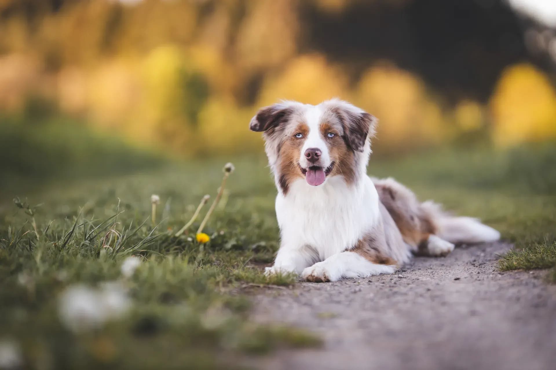 Australian Shepherd liegt auf einem Waldweg