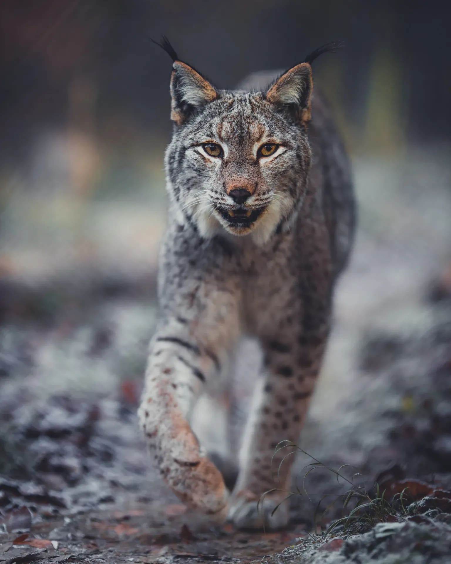 Luchs kommt über steinigen Boden auf die Kamera zu