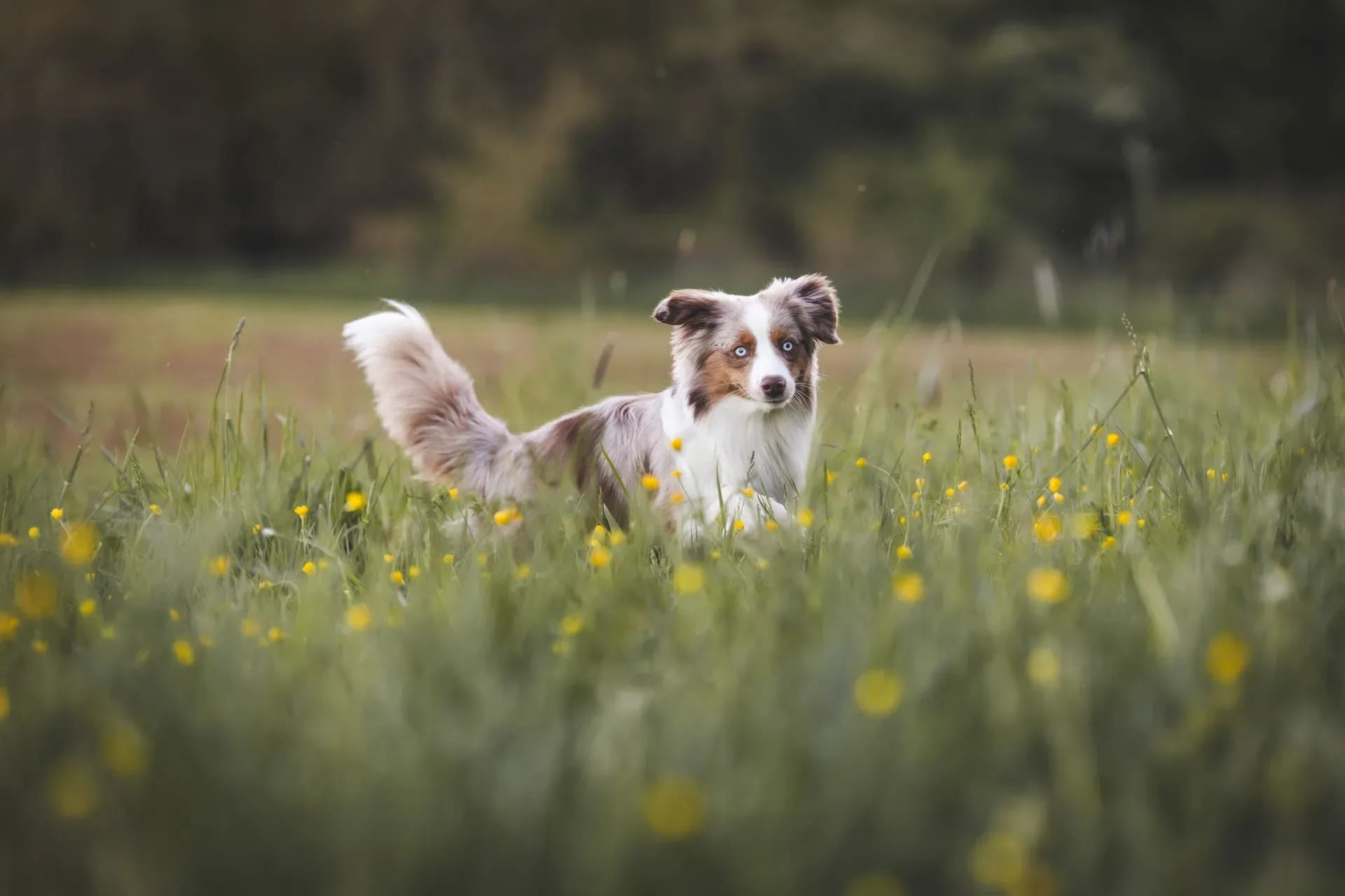 Australian Shepherd läuft durch eine Wiese voller Butterblumen