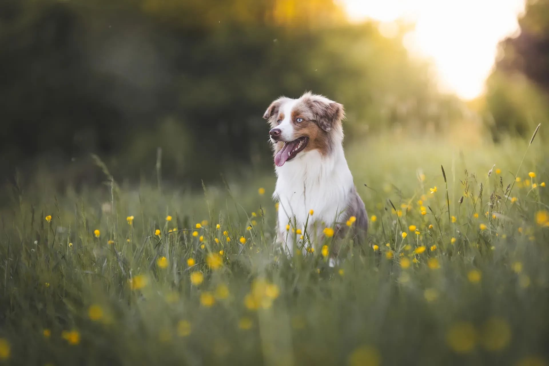 Australian Shepherd in der Blumenwiese im Abendlicht
