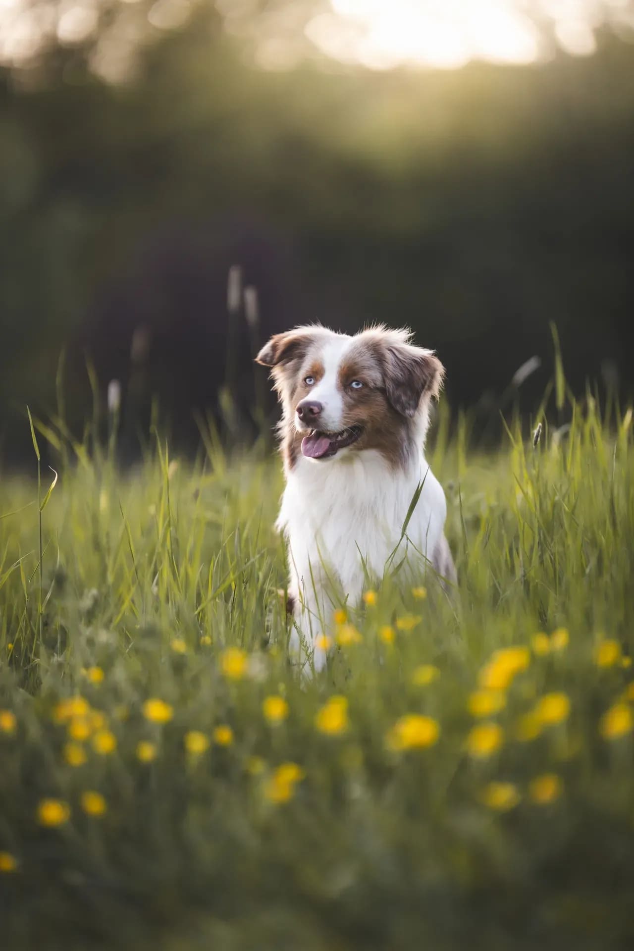 Australian Shepherd sitzt in einer Wiese voller Löwenzahn