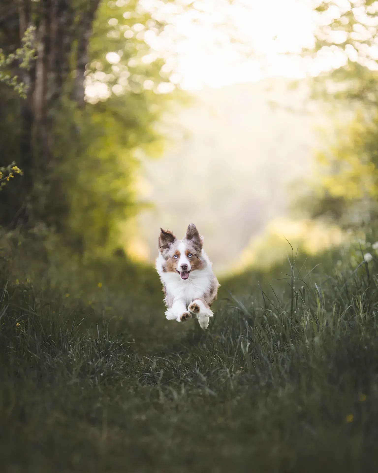Australian Shepherd rennt durch einen Hohlweg ins Gegenlicht