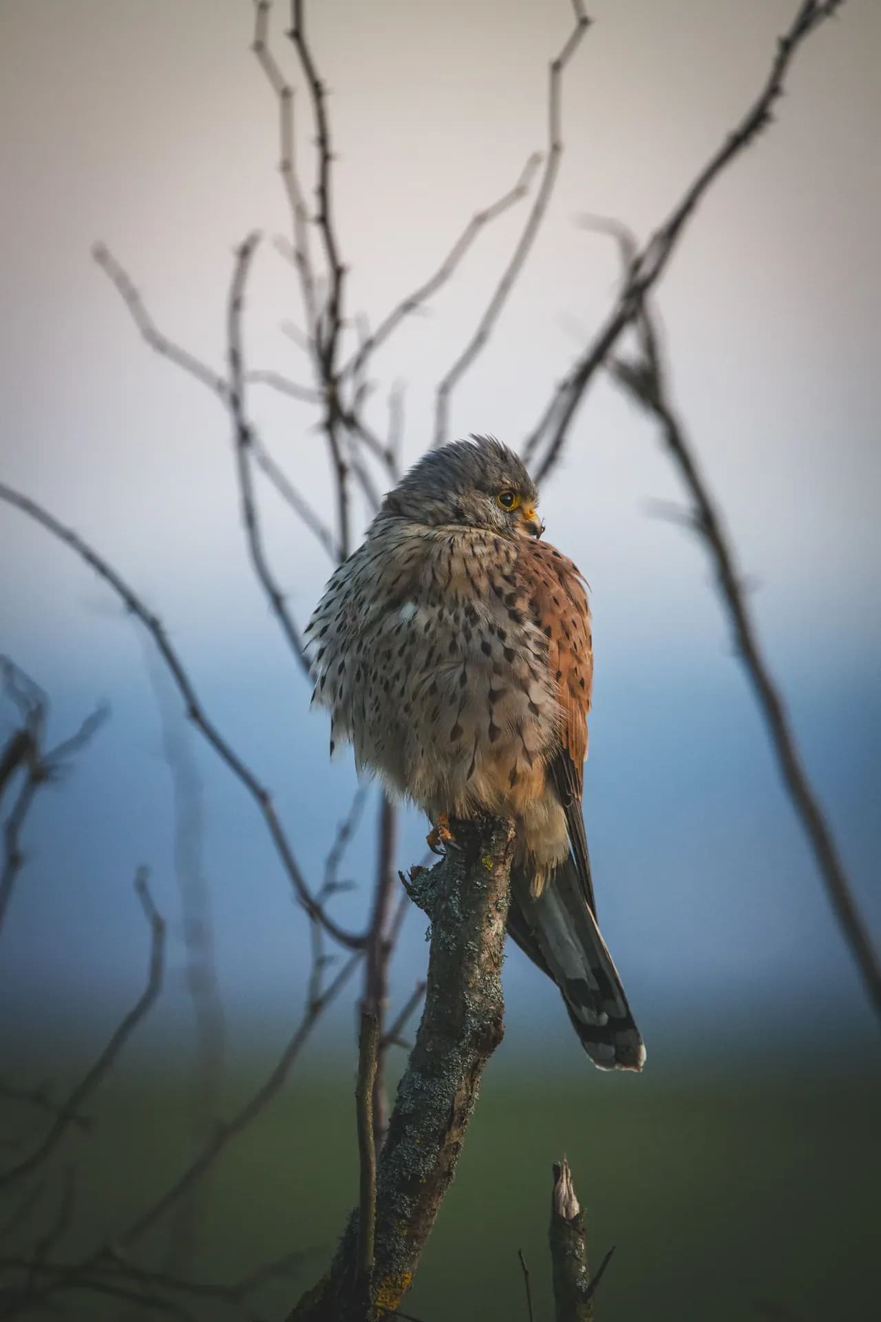 Turmfalke auf einem kahlen Ast