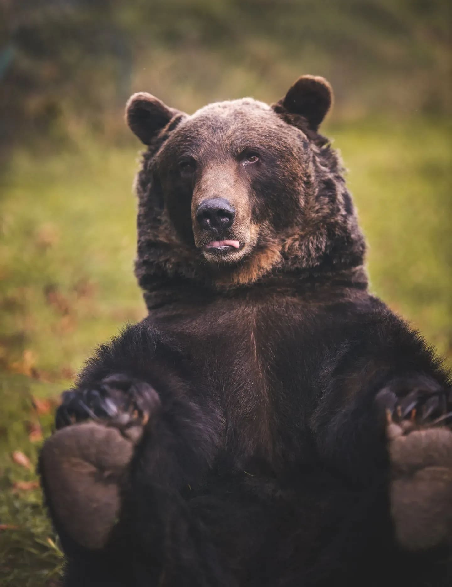 Braunbär sitzt aufrecht in der Wiese