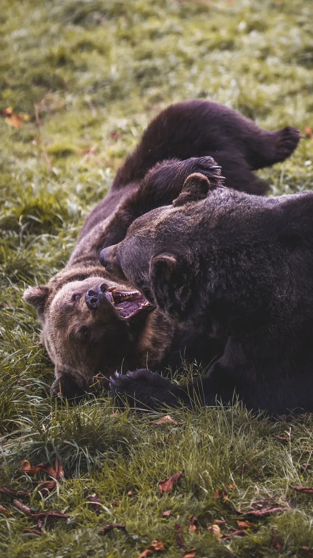 Zwei Braunbären beim Spielen im Gras