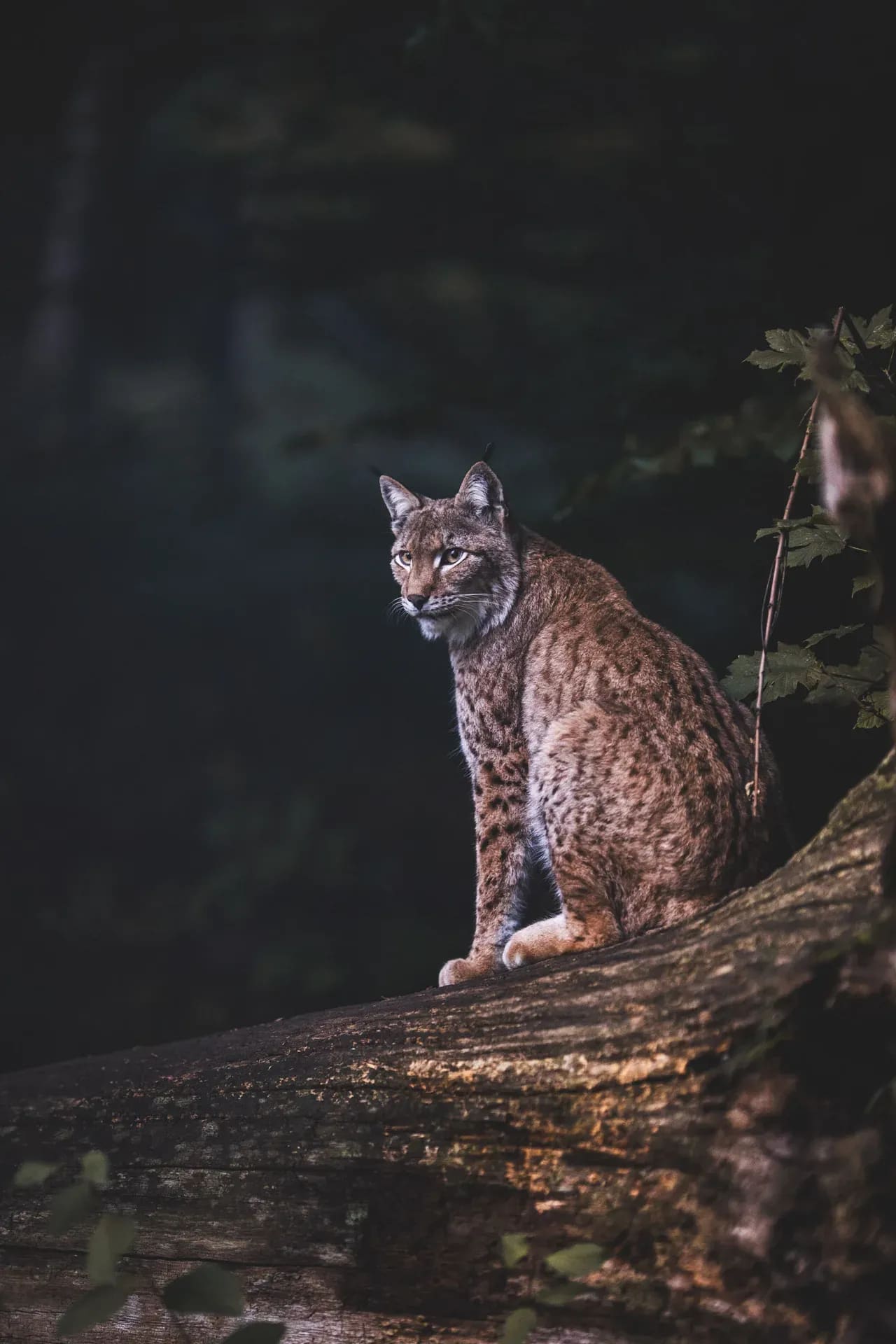 Luchs sitzt auf einem umgestürzten Baumstamm