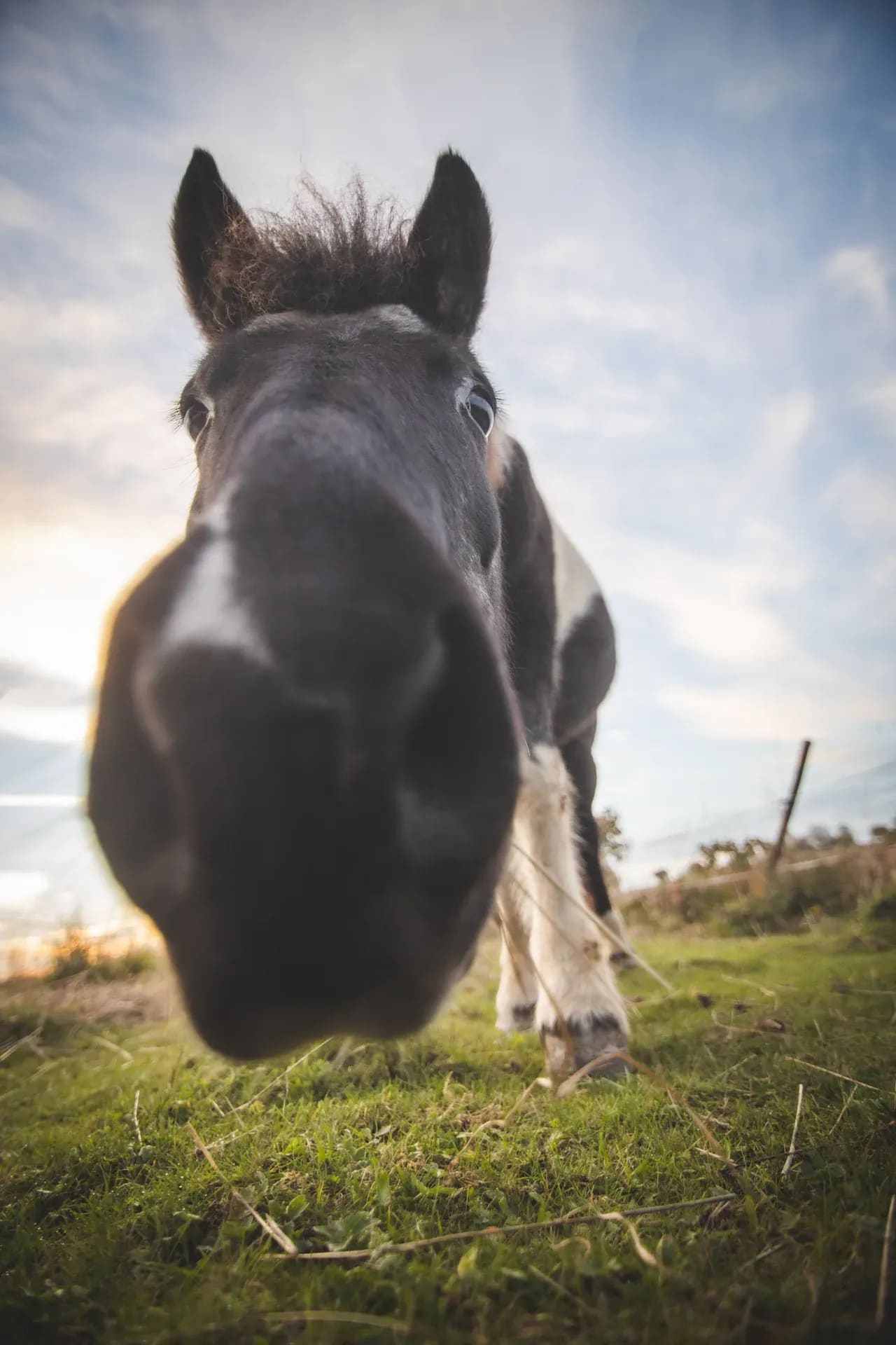 Pferd streckt die Nase in die Kamera