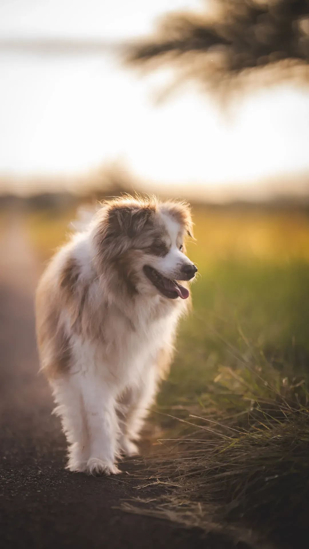 Australian Shepherd läuft einen Feldweg entlang