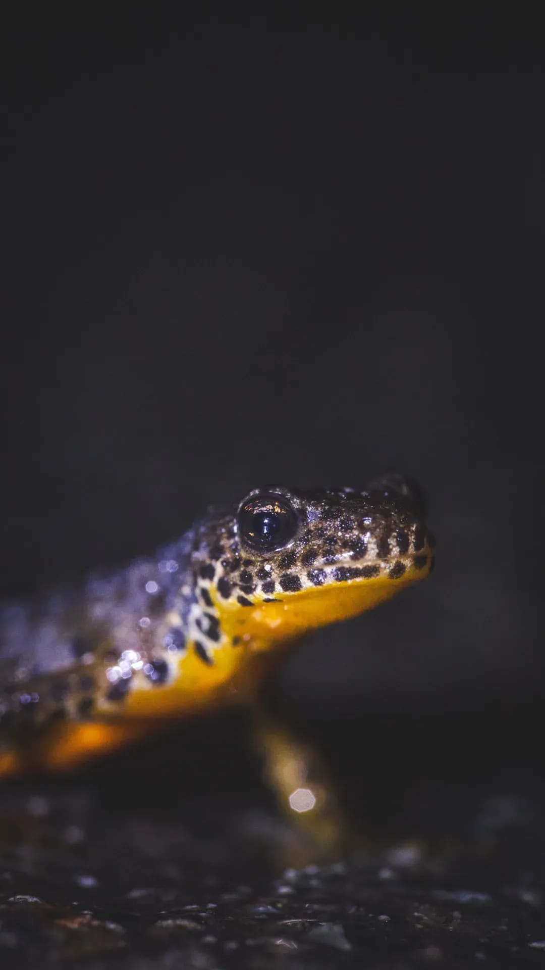 Feuersalamander im Dunkeln