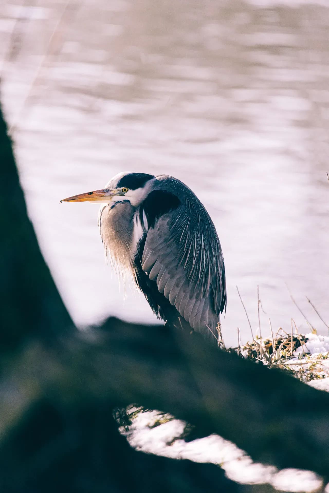 Graureiher am Ufer im Winter