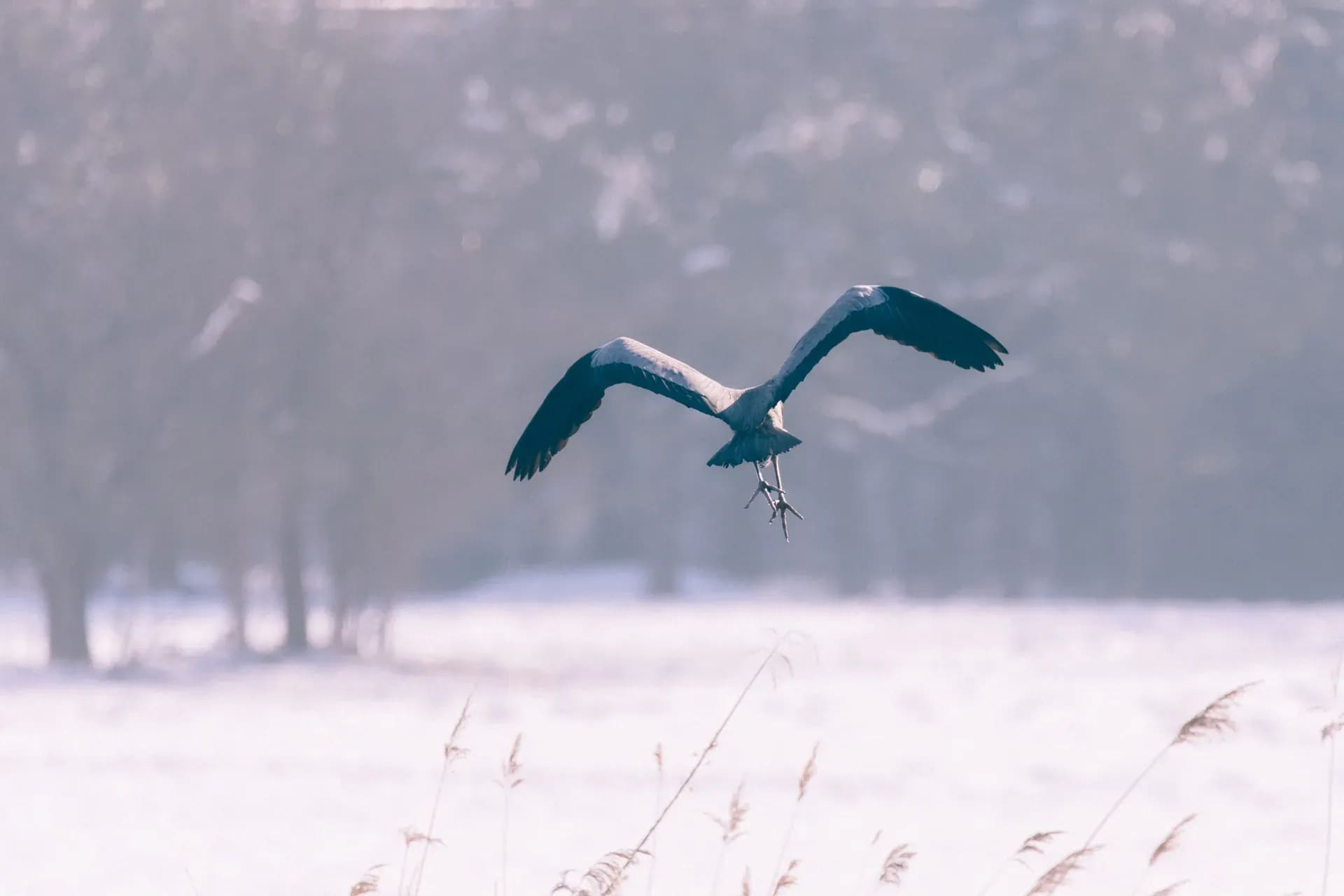 Graureiher im Landeanflug über verschneitem Feld