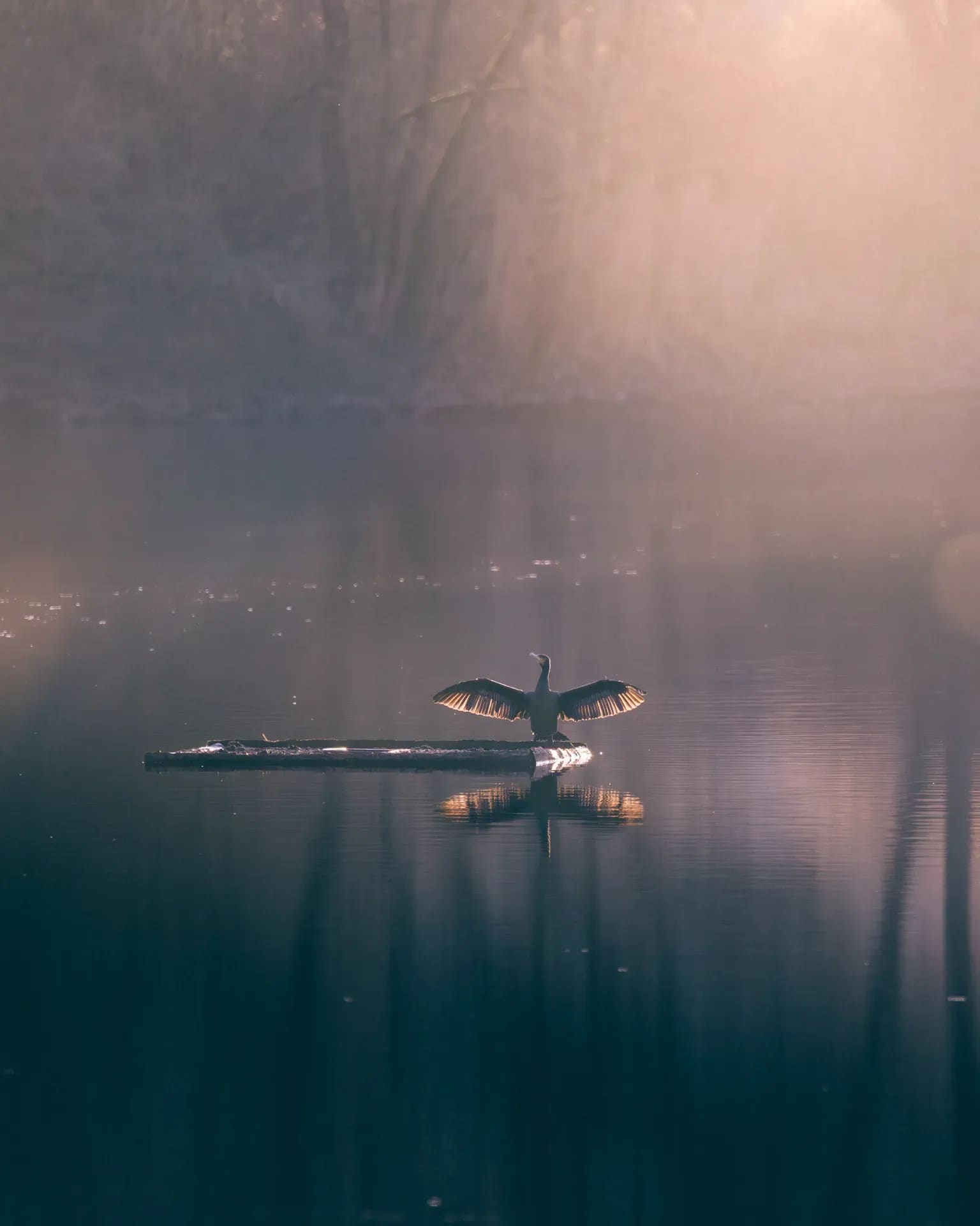 Kormorane auf einem Ast im Nebel über dem Wasser