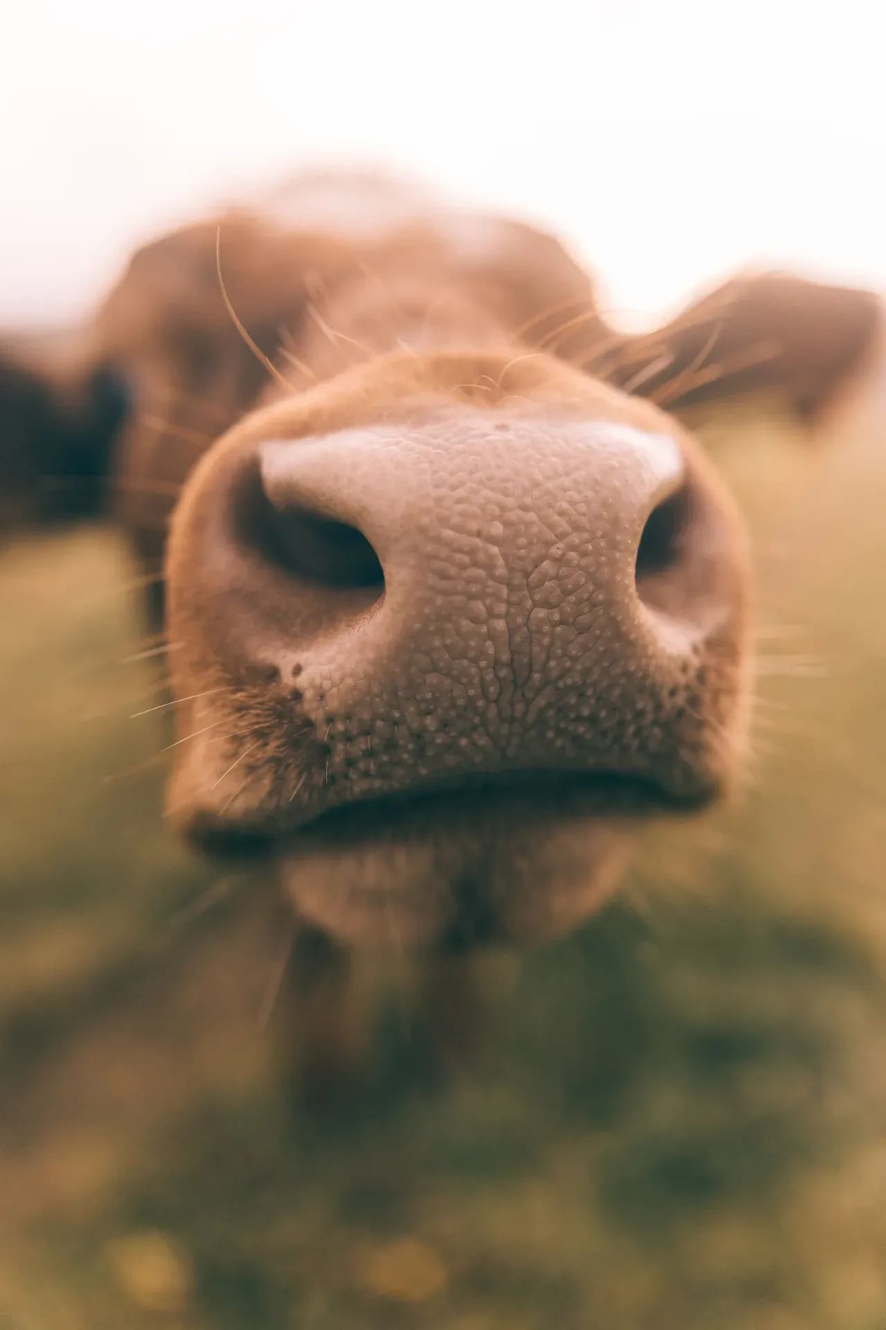 Kuh von ganz nah, Blick auf die Nase