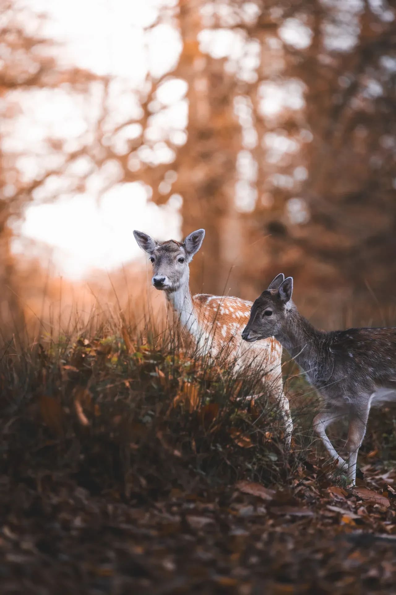 Zwei Damhirsche im Herbstwald