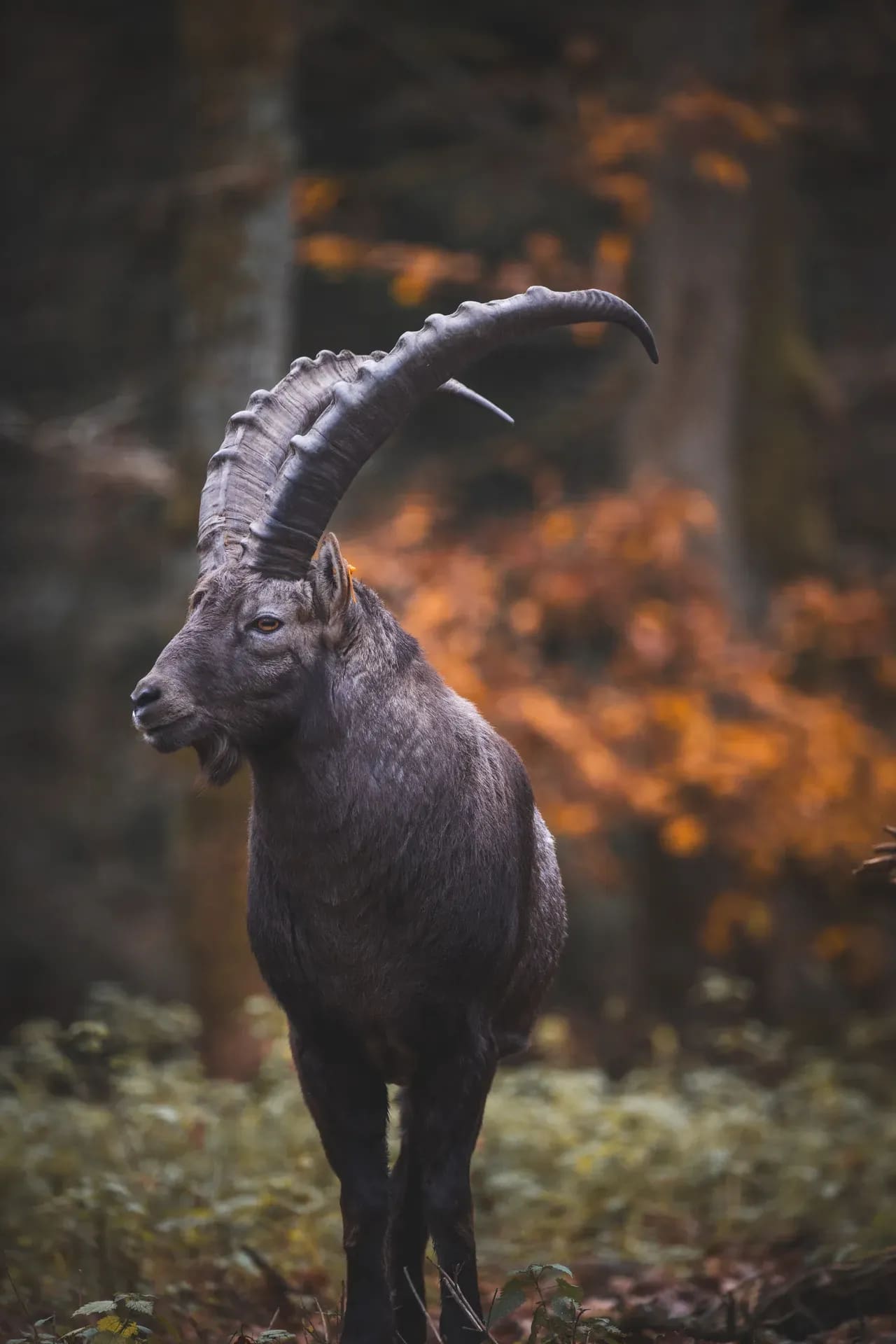 Steinbock im herbstlichen Wald