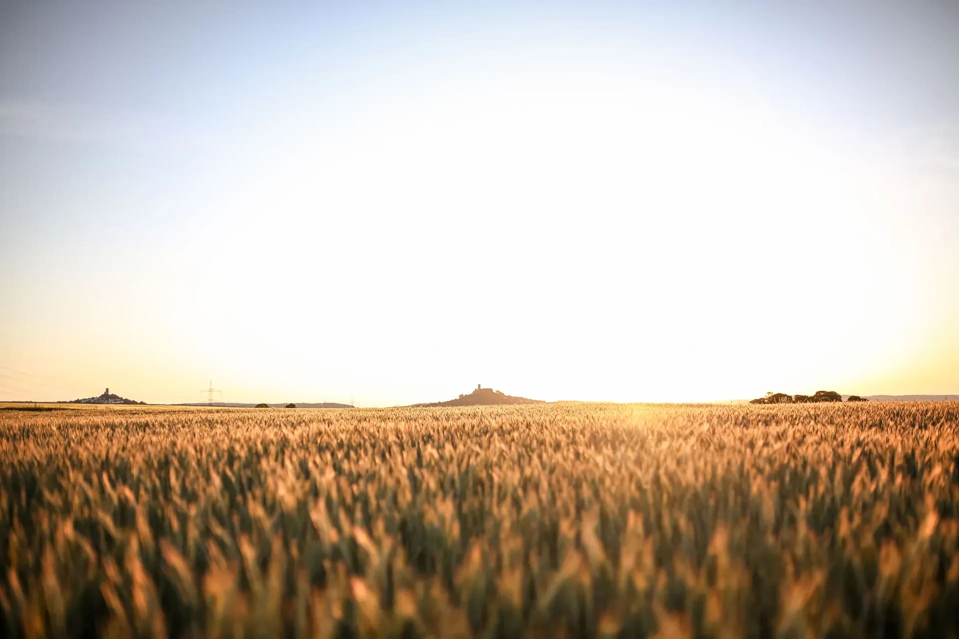 Kornfeld im Gegenlicht der tiefstehenden Sonne