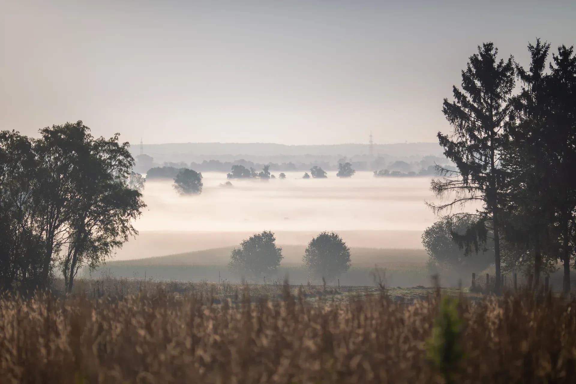 Nebel über Feldern zwischen einzelnen Baumreihen