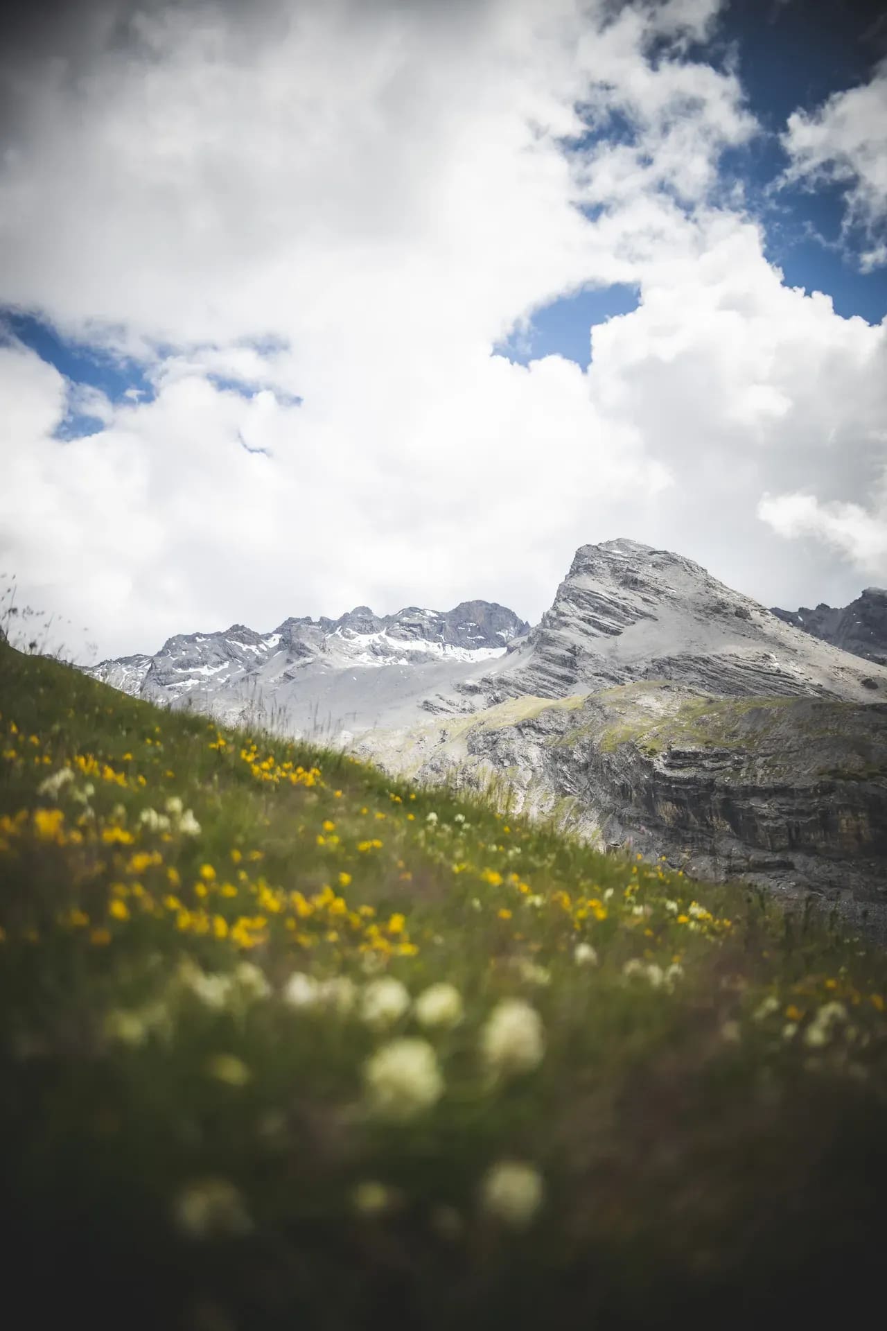 Bergwiese voller Blumen, Gipfel im Hintergrund